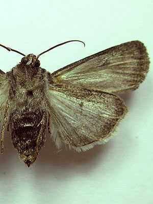 Euxoa eruta (Hubner, [1817]) 