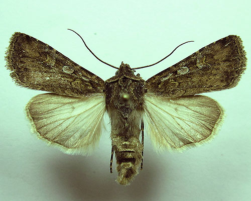 Euxoa eruta (Hubner, [1817]) 