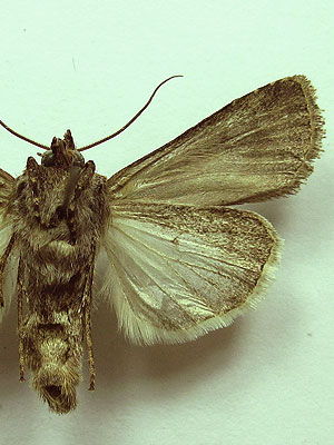Euxoa eruta (Hubner, [1817]) 