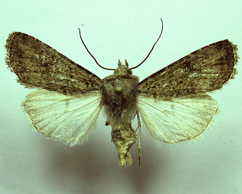Euxoa eruta (Hubner, [1817]) 