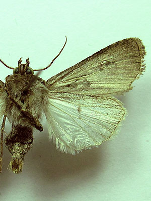 Euxoa eruta (Hubner, [1817]) 