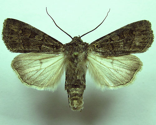 Euxoa eruta (Hubner, [1817]) 