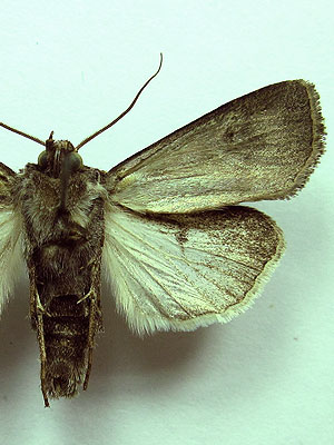 Euxoa eruta (Hubner, [1817]) 