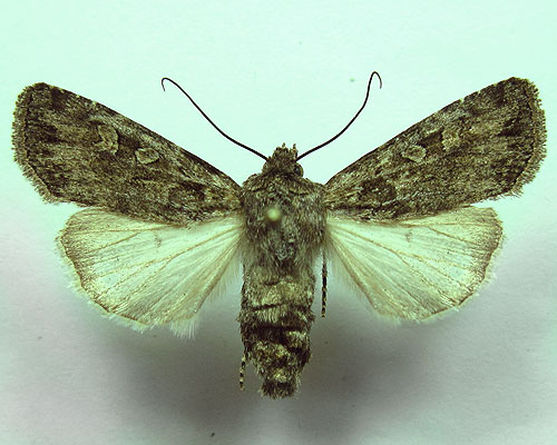 Euxoa eruta (Hubner, [1817]) 