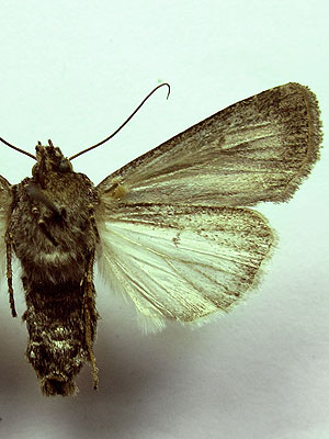 Euxoa eruta (Hubner, [1817]) 