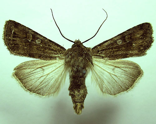 Euxoa eruta (Hubner, [1817]) 