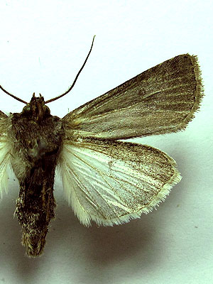 Euxoa eruta (Hubner, [1817]) 