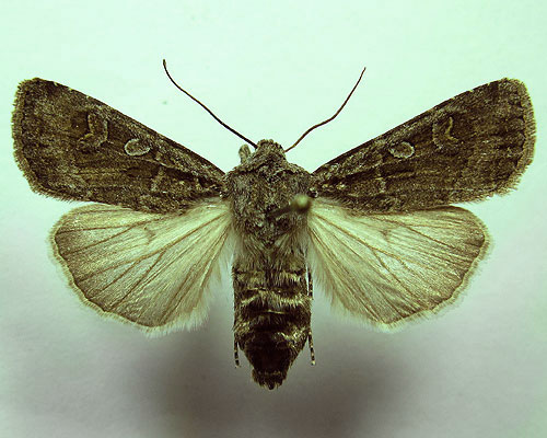 Euxoa eruta (Hubner, [1817]) 