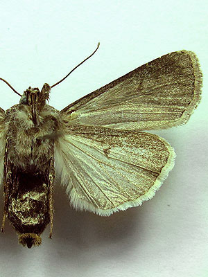 Euxoa eruta (Hubner, [1817]) 