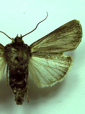 Euxoa eruta (Hubner, [1817]) 