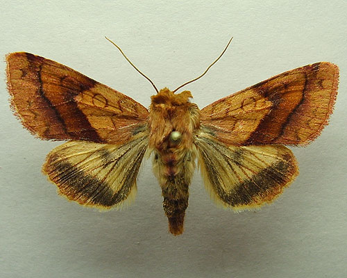Pyrrhia exprimens (Walker, 1857) Pyrrhia exprimens (Walker, 1857)