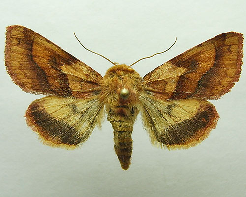 Pyrrhia exprimens (Walker, 1857) Pyrrhia exprimens (Walker, 1857)