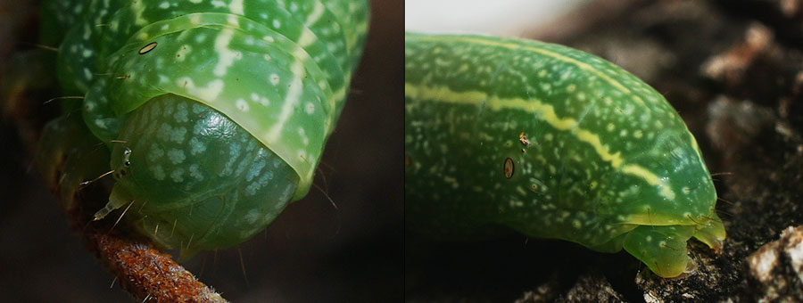 Lithophane lamda (Fabricius, 1787)