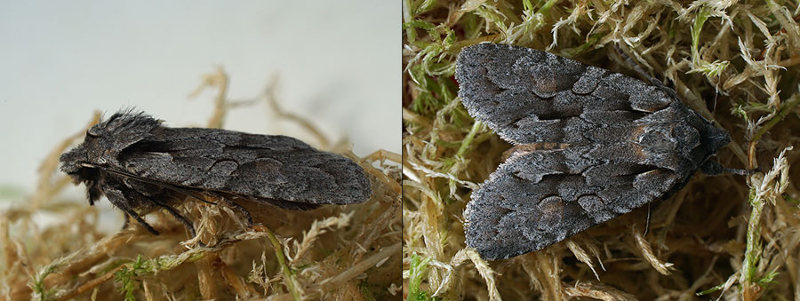 Lithophane lamda (Fabricius, 1787)