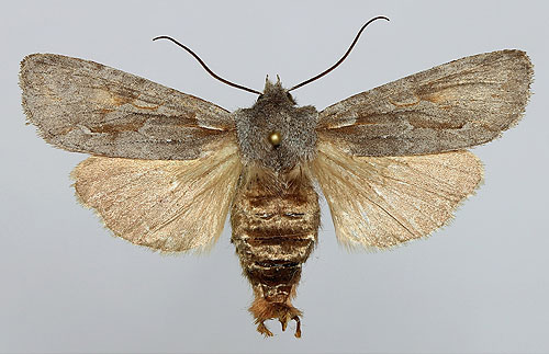 Lithophane lamda (Fabricius, 1787)  