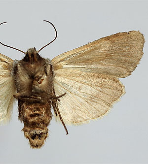 Lithophane lamda (Fabricius, 1787)  