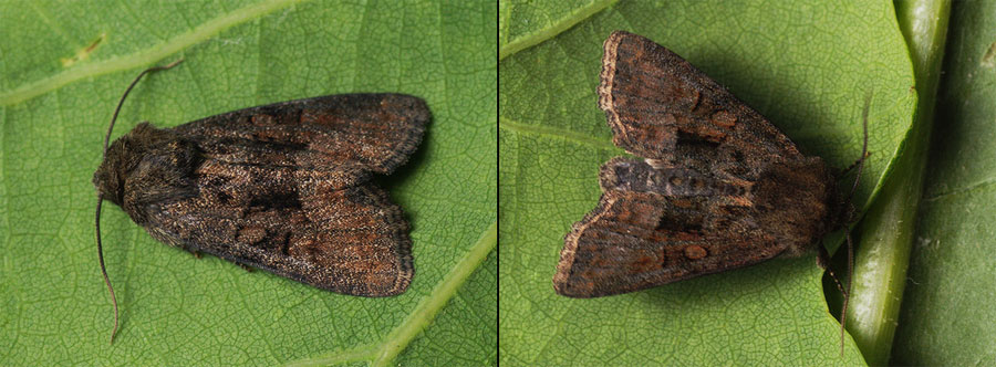 Oligia latruncula (Denis & Schiffermuller, 1775) 