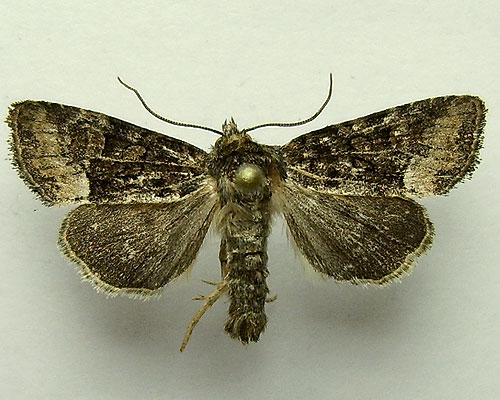 Oligia latruncula (Denis & Schiffermuller, 1775) 