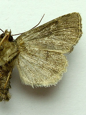 Oligia latruncula (Denis & Schiffermuller, 1775) 