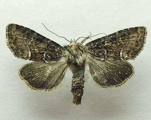 Oligia latruncula (Denis & Schiffermuller, 1775) 