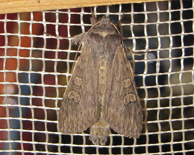 Cucullia lindei Heyne, 1899 
