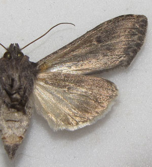 Cucullia lindei Heyne, 1899 
