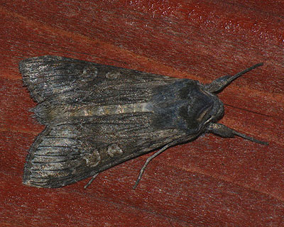 Cucullia lindei Heyne, 1899 