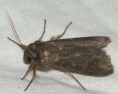Cucullia lindei Heyne, 1899 