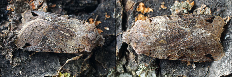 Agrochola litura (Linnaeus, 1758) 