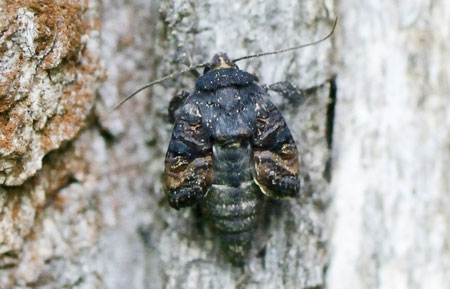 Euplexia lucipara (Linnaeus, 1758) Euplexia lucipara (Linnaeus, 1758)
