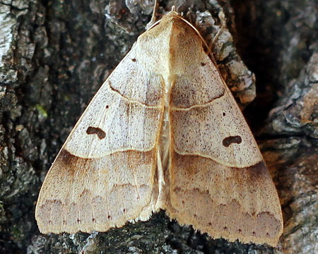 Minucia lunaris (Denis & Schiffermuller, 1775)
