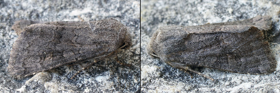 Aporophyla lutulenta (Denis & Schiffermuller, 1775) 