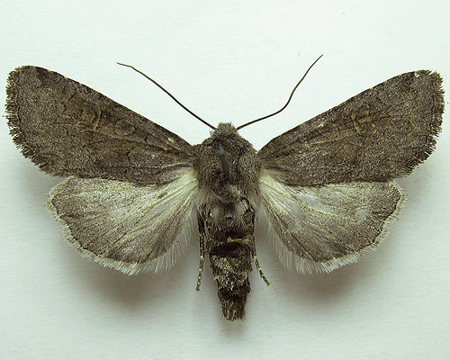 Aporophyla lutulenta (Denis & Schiffermuller, 1775) 
