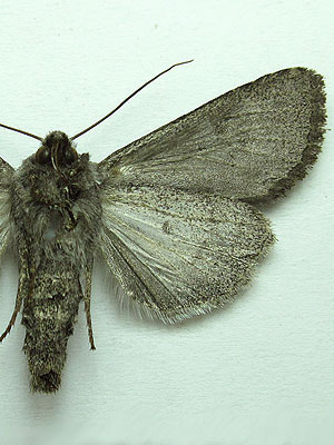Aporophyla lutulenta (Denis & Schiffermuller, 1775) 
