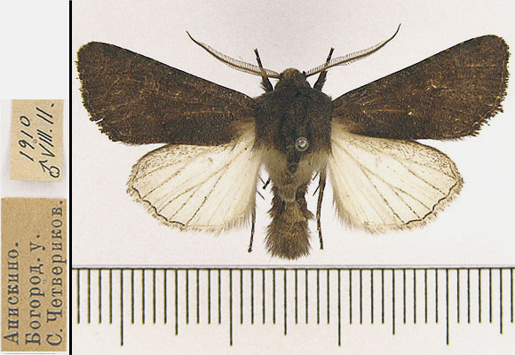 Aporophyla lutulenta (Denis & Schiffermuller, 1775) 