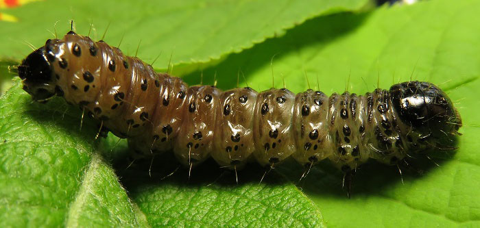 Apamea monoglypha (Hufnagel, 1766) 