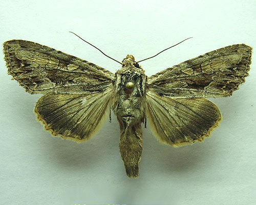 Apamea monoglypha (Hufnagel, 1766) 