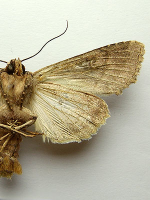 Apamea monoglypha (Hufnagel, 1766) 