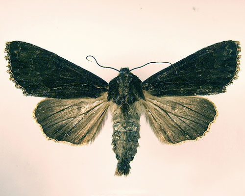 Apamea monoglypha (Hufnagel, 1766) 