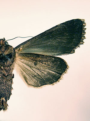 Apamea monoglypha (Hufnagel, 1766) 