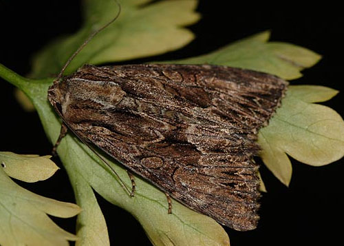 Apamea monoglypha (Hufnagel, 1766) 