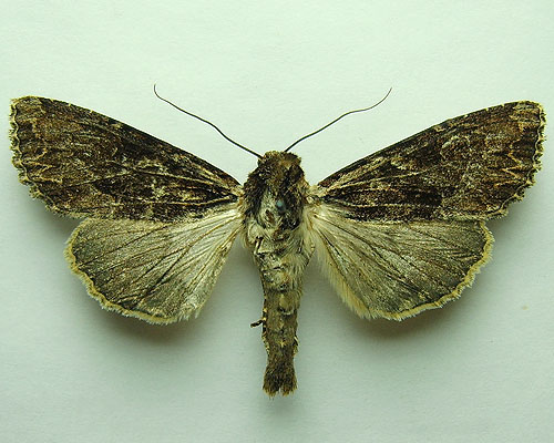 Apamea monoglypha (Hufnagel, 1766) 