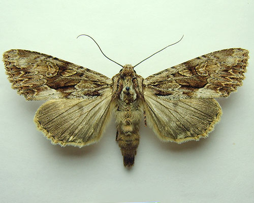 Apamea monoglypha (Hufnagel, 1766) 
