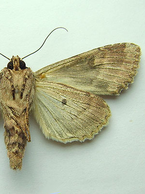 Apamea monoglypha (Hufnagel, 1766) 