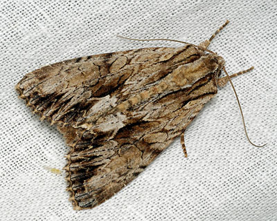 Apamea monoglypha (Hufnagel, 1766) 