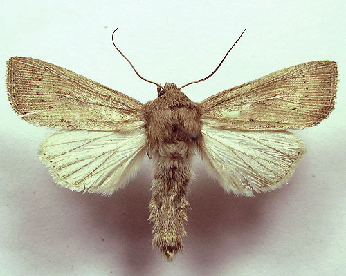 Leucania obsoleta (Hubner, 1803) 