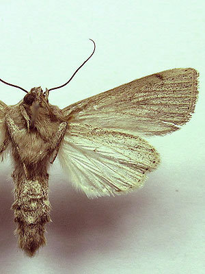 Leucania obsoleta (Hubner, 1803) 