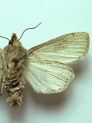 Leucania obsoleta (Hubner, 1803) 