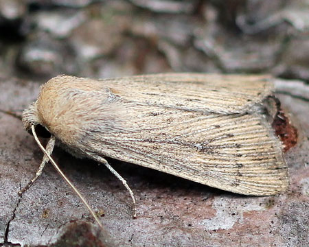 Leucania obsoleta (Hubner, 1803) 