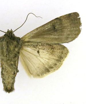 Euxoa ochrogaster (Guenée 1852) 